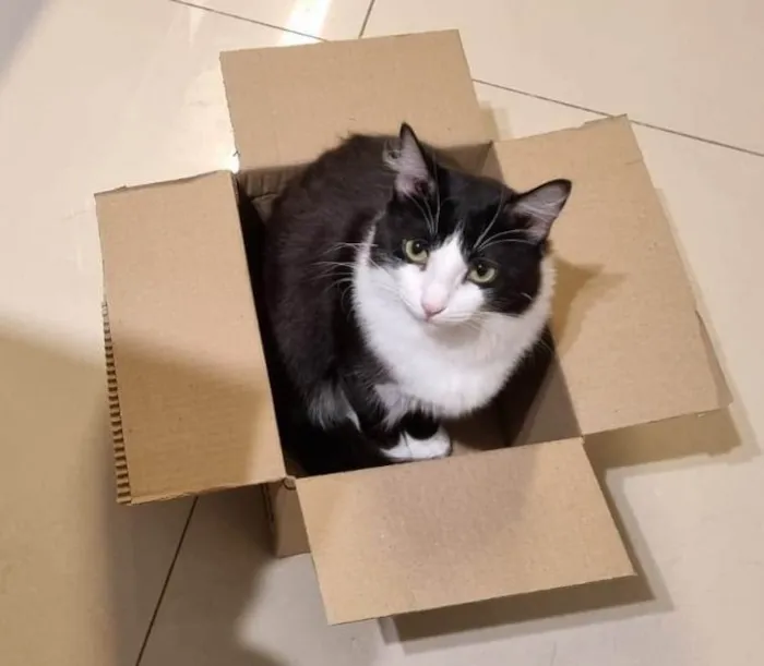 Gato ra a SRD-ViraLata idade 1 ano nome MELISSA