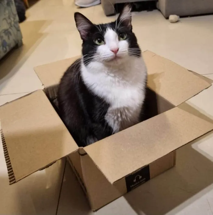 Gato ra a SRD-ViraLata idade 1 ano nome MELISSA