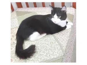 Gato raça SRD-ViraLata idade 1 ano nome MELISSA