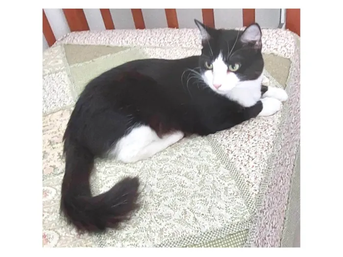 Gato ra a SRD-ViraLata idade 1 ano nome MELISSA