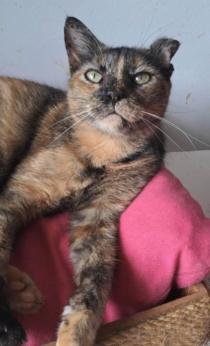 Gato ra a SRD-ViraLata idade 3 anos nome SERENA