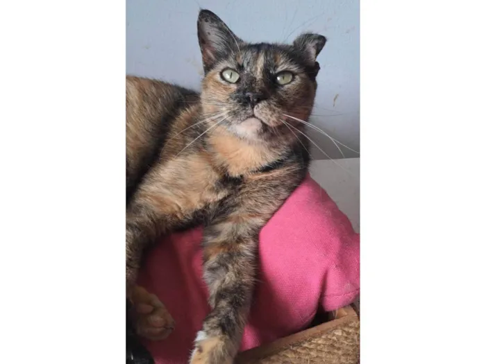Gato ra a SRD-ViraLata idade 3 anos nome SERENA