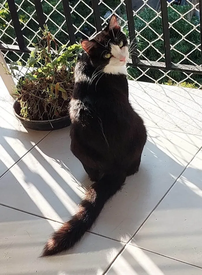 Gato ra a SRD-ViraLata idade 1 ano nome MELISSA