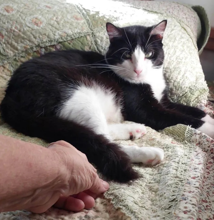 Gato ra a SRD-ViraLata idade 1 ano nome MELISSA