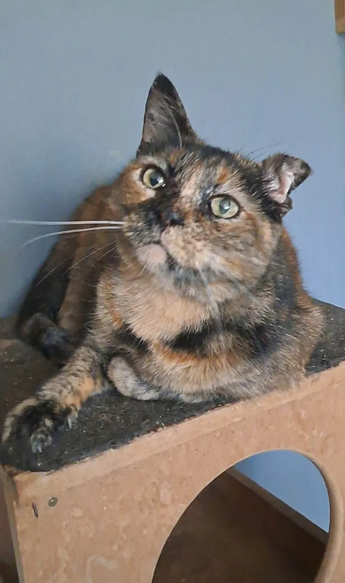 Gato ra a SRD-ViraLata idade 3 anos nome SERENA