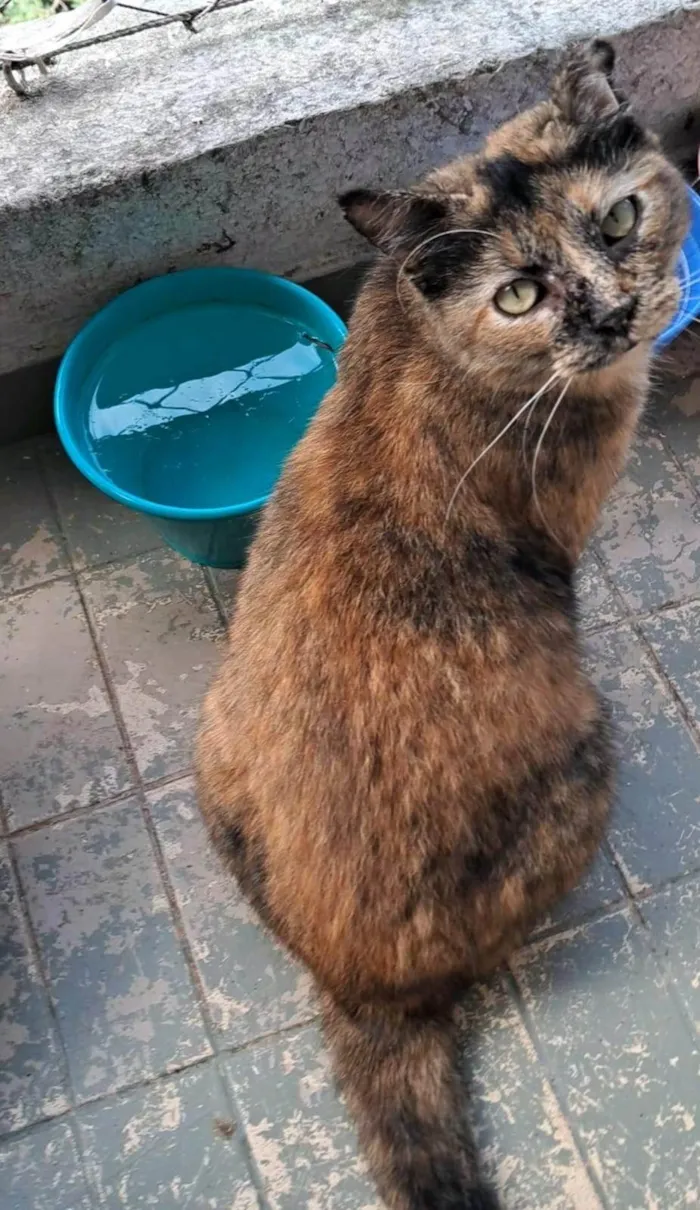 Gato ra a SRD-ViraLata idade 3 anos nome SERENA