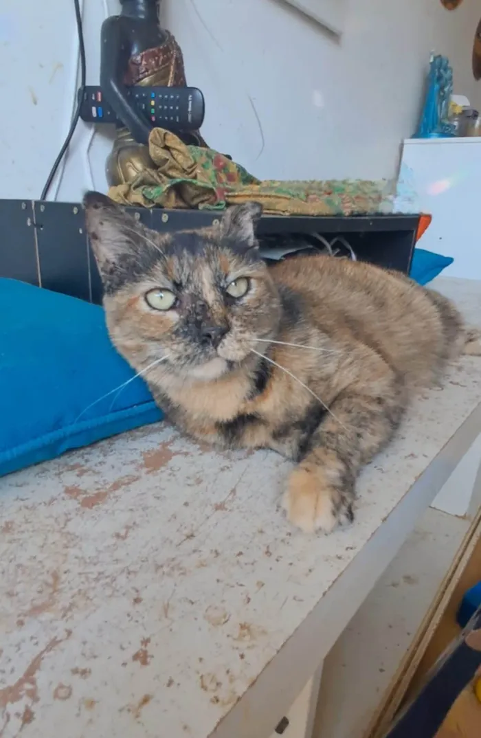 Gato ra a SRD-ViraLata idade 3 anos nome SERENA