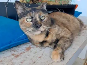 Gato raça SRD-ViraLata idade 3 anos nome SERENA