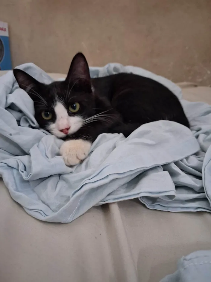 Gato ra a SRD-ViraLata idade 7 a 11 meses nome Banguela