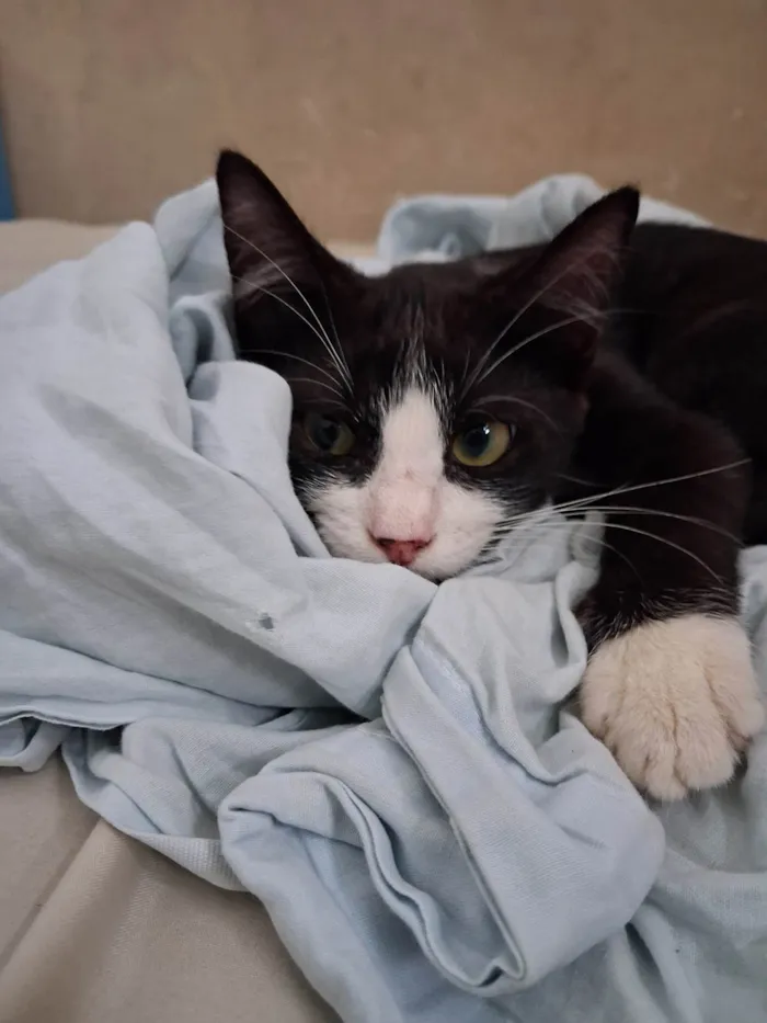 Gato ra a SRD-ViraLata idade 7 a 11 meses nome Banguela