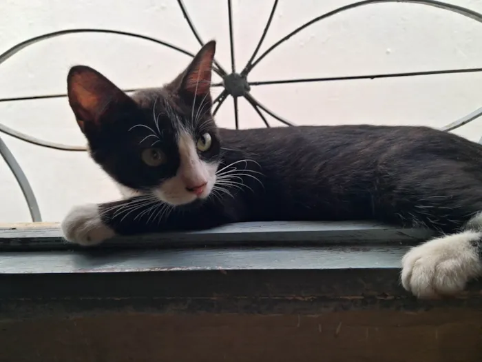 Gato ra a SRD-ViraLata idade 7 a 11 meses nome Banguela