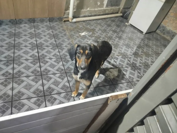 Cachorro ra a SRD-ViraLata idade 1 ano nome Tequila 