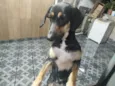 Tequila
