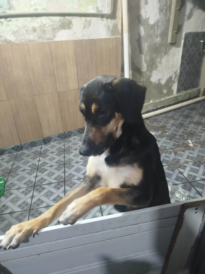 Cachorro ra a SRD-ViraLata idade 1 ano nome Tequila 