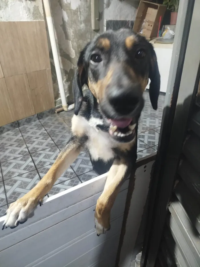 Cachorro ra a SRD-ViraLata idade 1 ano nome Tequila 