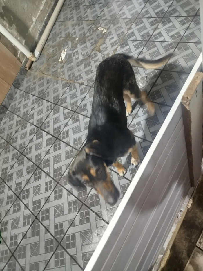 Cachorro ra a SRD-ViraLata idade 1 ano nome Tequila 