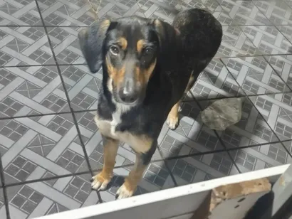Cachorro raça SRD-ViraLata idade 1 ano nome Tequila 