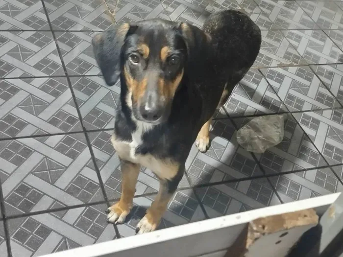 Cachorro ra a SRD-ViraLata idade 1 ano nome Tequila 