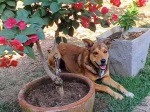 Cachorro raça SRD-ViraLata idade 4 anos nome Marley 
