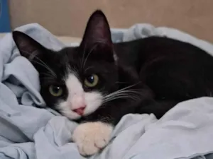 Gato raça SRD-ViraLata idade 7 a 11 meses nome Banguela