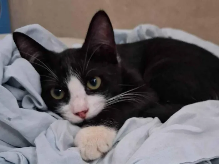 Gato ra a SRD-ViraLata idade 7 a 11 meses nome Banguela
