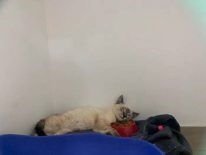 Gato ra a SRD-ViraLata idade 2 a 6 meses nome Miguel 
