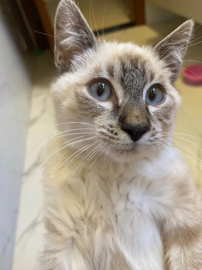Gato ra a SRD-ViraLata idade 2 a 6 meses nome Miguel 