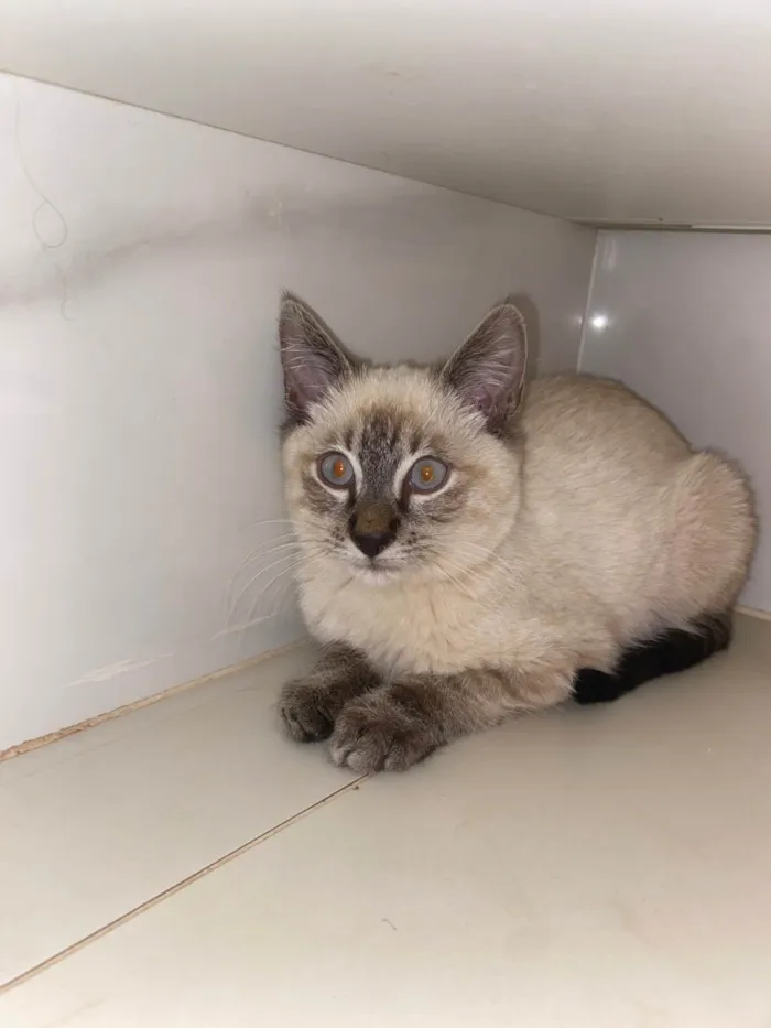 Gato ra a SRD-ViraLata idade 2 a 6 meses nome Miguel 