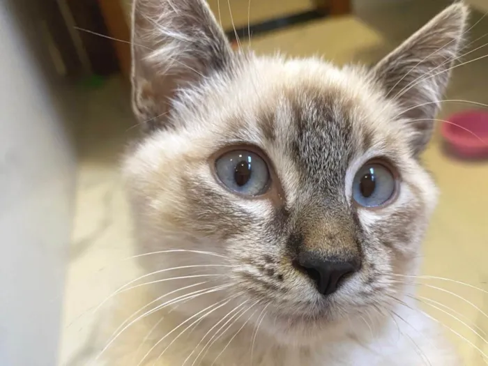 Gato ra a SRD-ViraLata idade 2 a 6 meses nome Miguel 