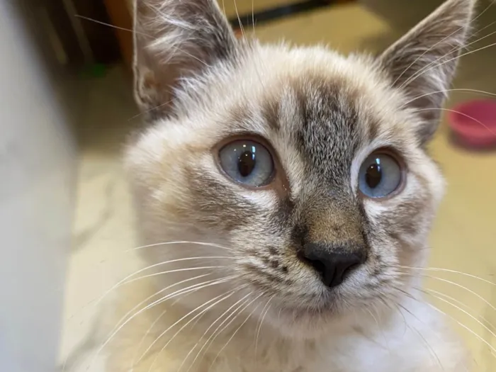 Gato ra a SRD-ViraLata idade 2 a 6 meses nome Miguel 