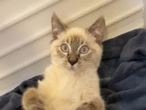 Gato raça SRD-ViraLata idade 2 a 6 meses nome Miguel 