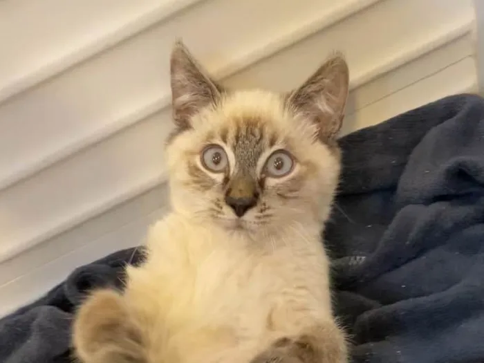Gato ra a SRD-ViraLata idade 2 a 6 meses nome Miguel 