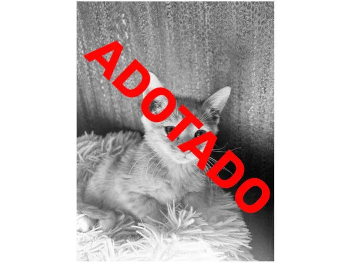 Gato ra a SRD-ViraLata idade Abaixo de 2 meses nome Simba 