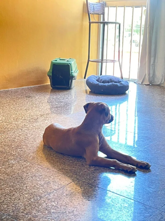Cachorro ra a SRD-ViraLata idade 2 a 6 meses nome Melina