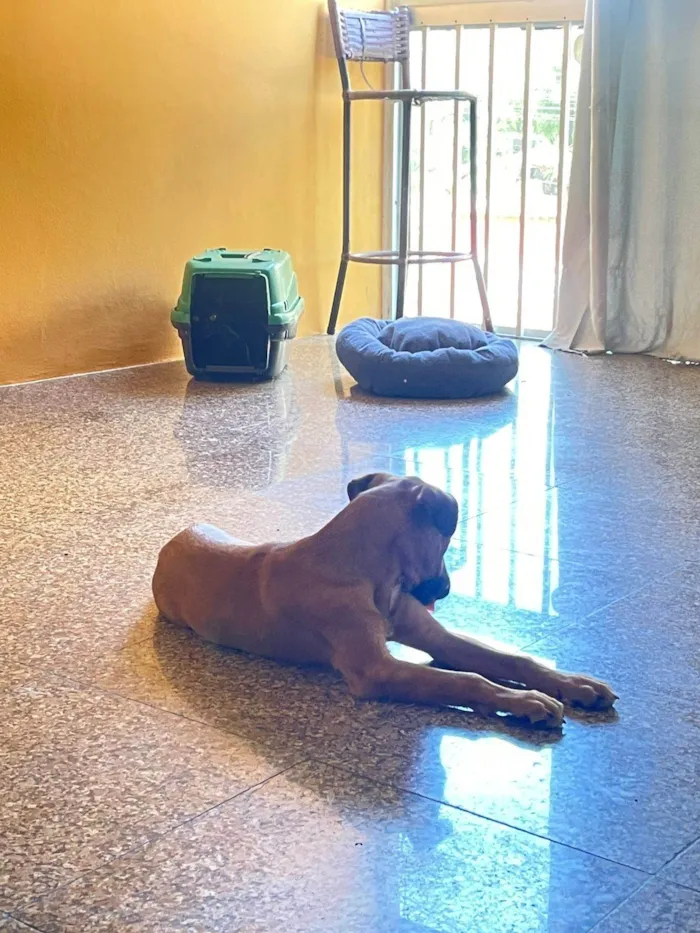Cachorro ra a SRD-ViraLata idade 2 a 6 meses nome Melina
