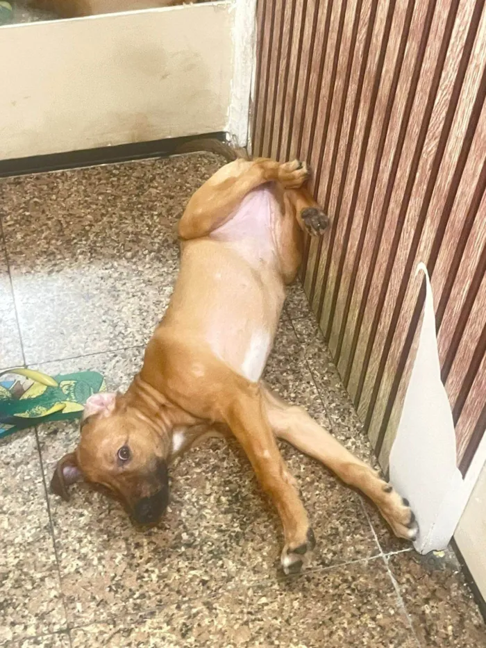 Cachorro ra a SRD-ViraLata idade 2 a 6 meses nome Melina