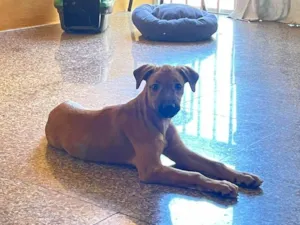 Cachorro raça SRD-ViraLata idade 2 a 6 meses nome Melina