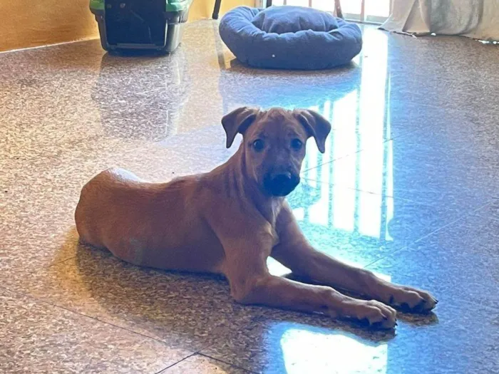 Cachorro ra a SRD-ViraLata idade 2 a 6 meses nome Melina