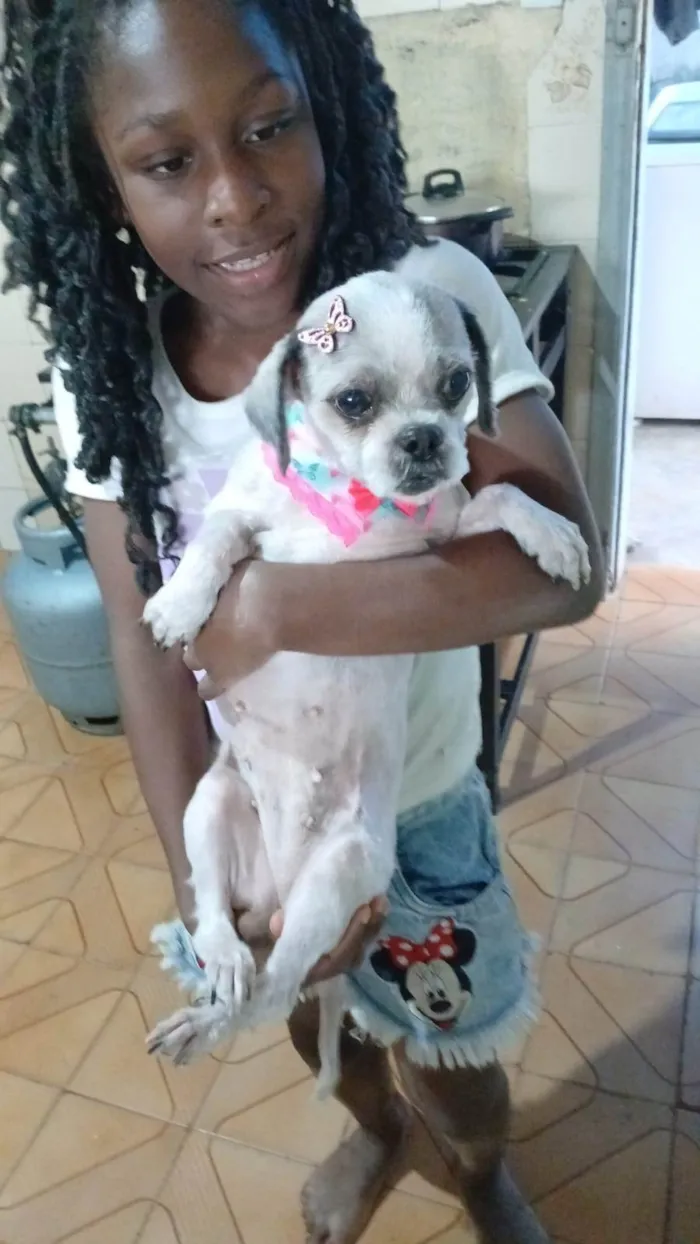 Cachorro ra a Shitzu idade 3 anos nome Branca 