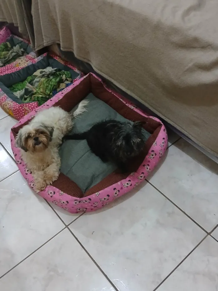 Cachorro ra a Shitzu idade 3 anos nome Branca 
