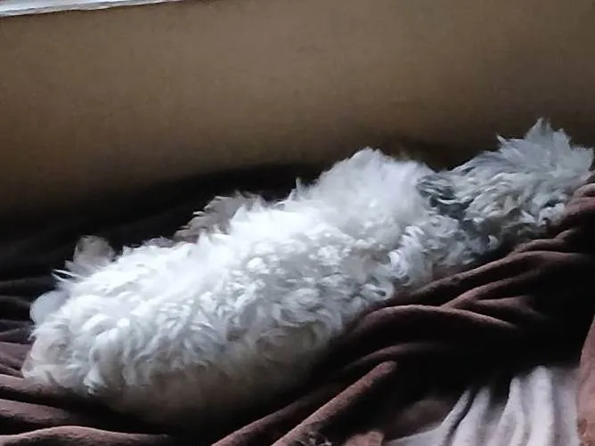 Cachorro ra a Shitzu idade 3 anos nome Branca 