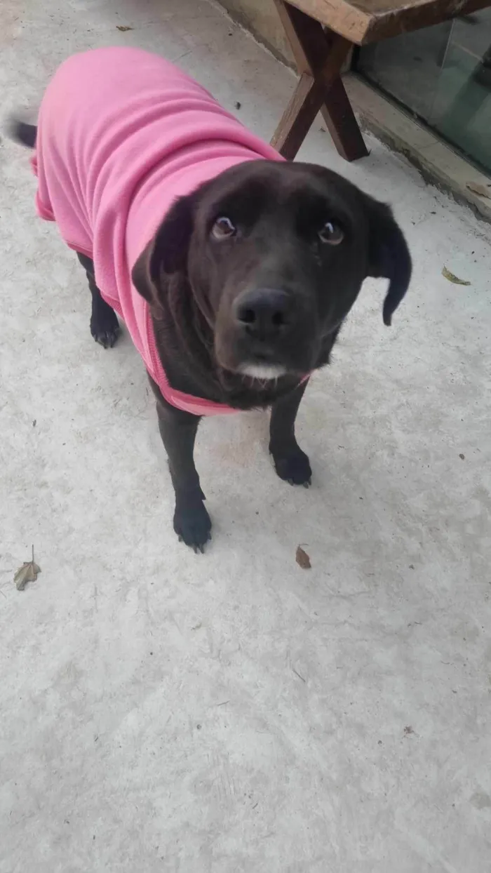 Cachorro ra a Labrador idade 4 anos nome Jady