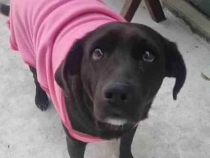 Cachorro raça Labrador idade 4 anos nome Jady