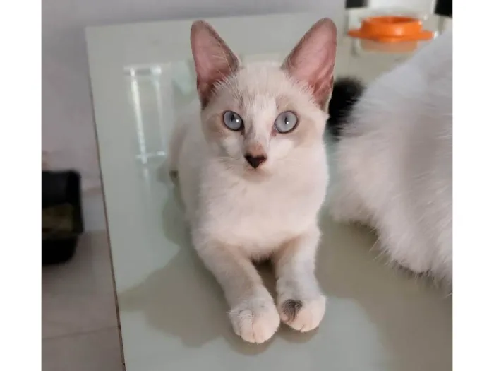 Gato ra a SRD-ViraLata idade 2 a 6 meses nome Fofinha