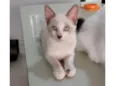 Fofinha