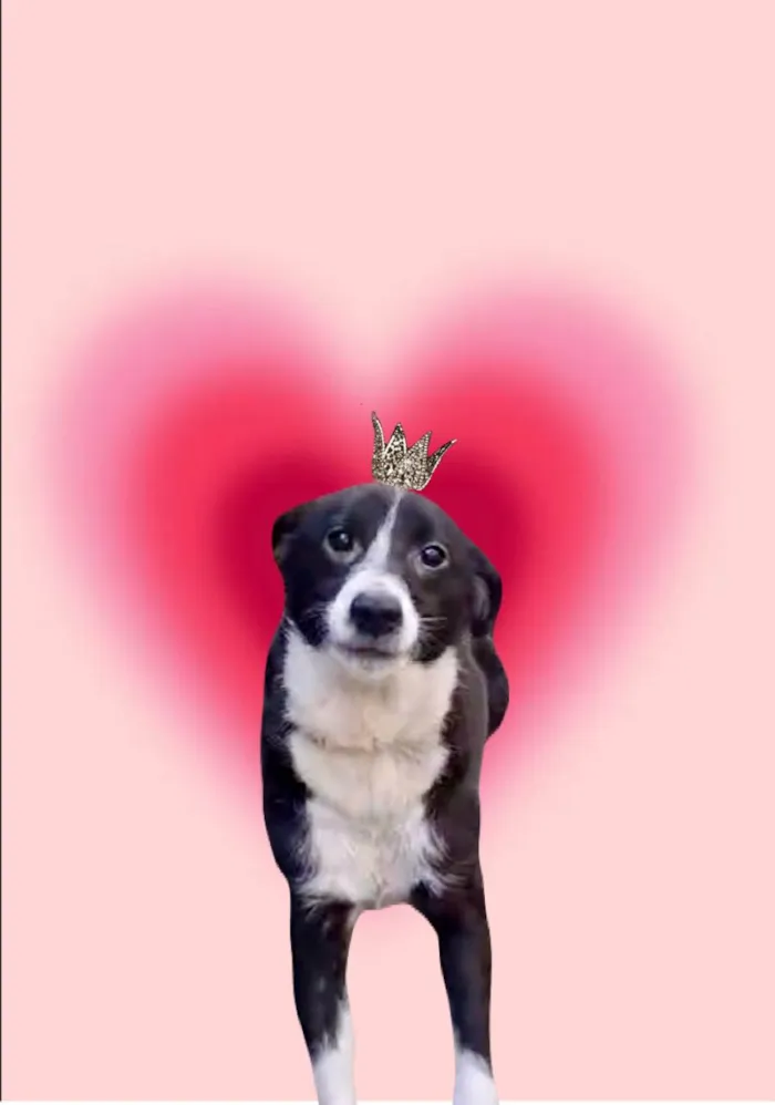 Cachorro ra a SRD-ViraLata idade 7 a 11 meses nome Princesa bb9meses porte pequeno 