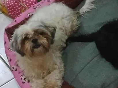 Cachorro raça Shitzu idade 3 anos nome Branca 