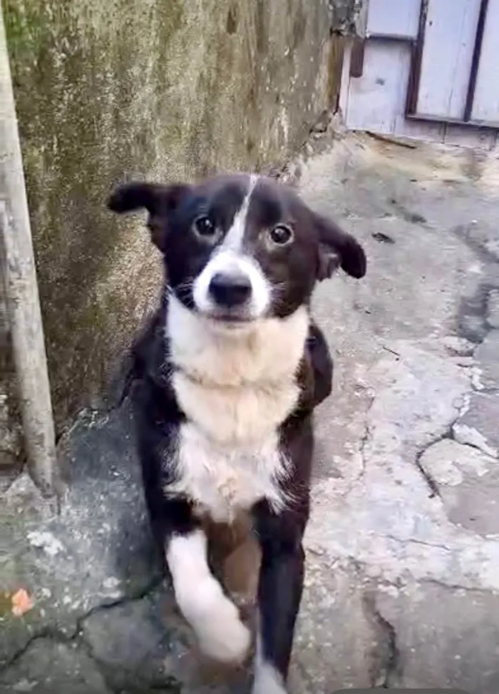Cachorro ra a SRD-ViraLata idade 7 a 11 meses nome Princesa bb9meses porte pequeno 