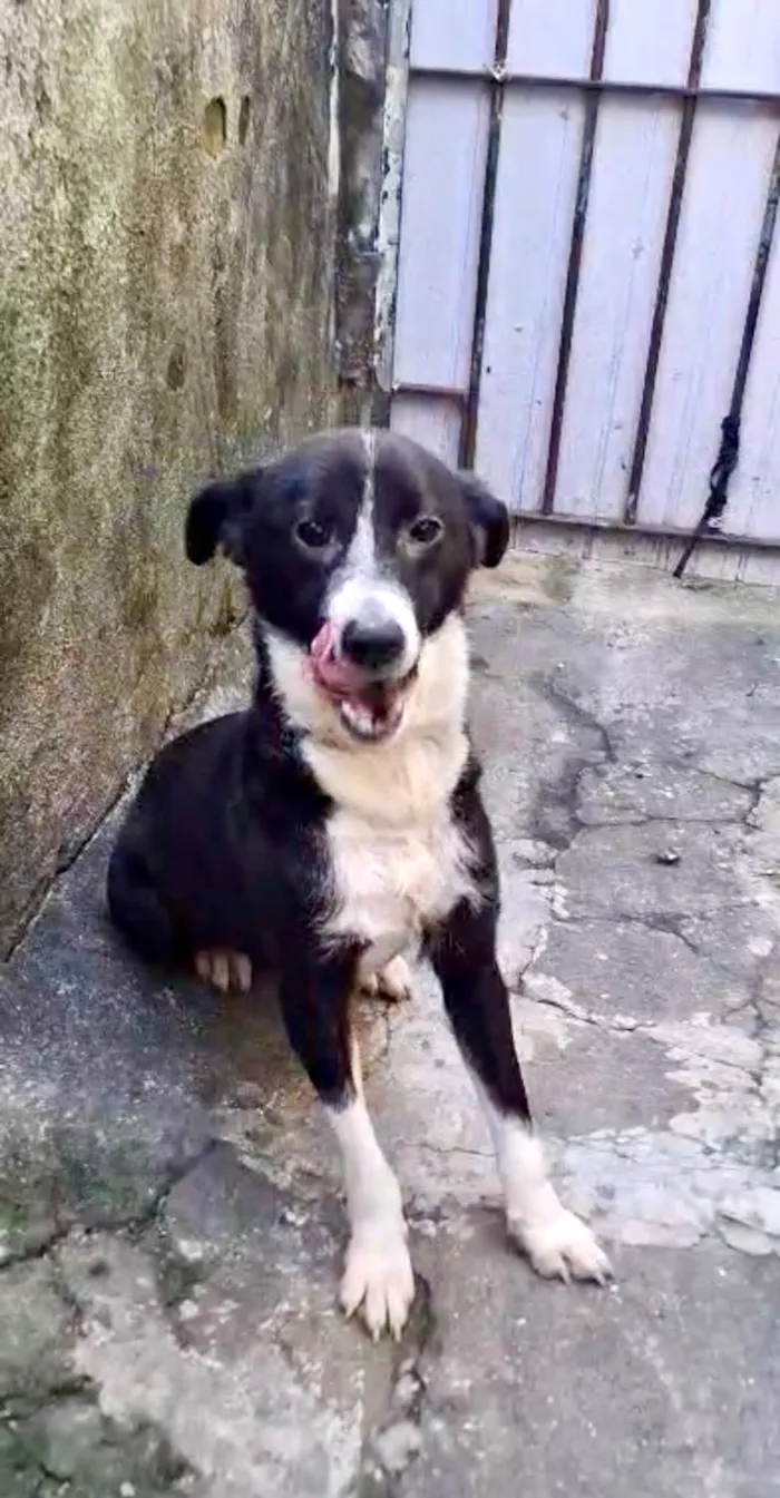 Cachorro ra a SRD-ViraLata idade 7 a 11 meses nome Princesa bb9meses porte pequeno 