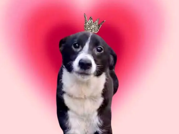 Cachorro ra a SRD-ViraLata idade 7 a 11 meses nome Princesa bb9meses porte pequeno 
